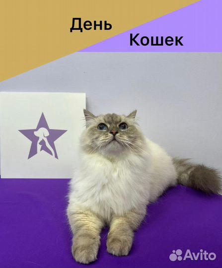Груминг кошек