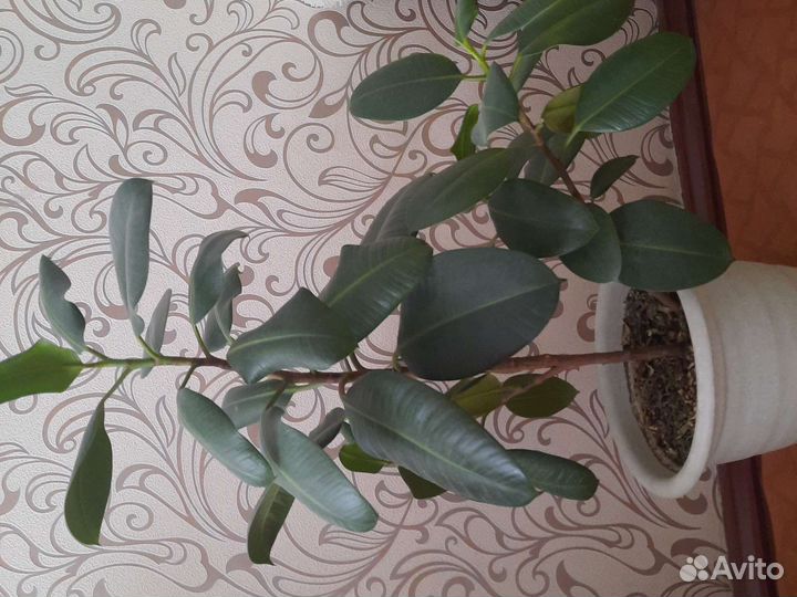 Растения комнатные для офиса