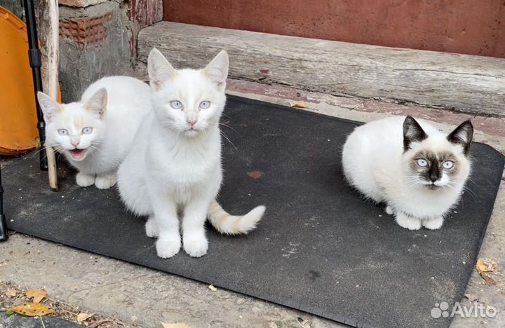 Продам котят