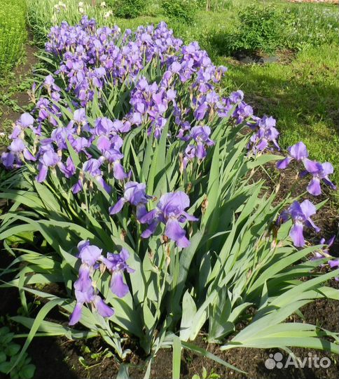Ирисы бородатые