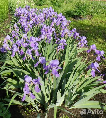 Ирисы бородатые