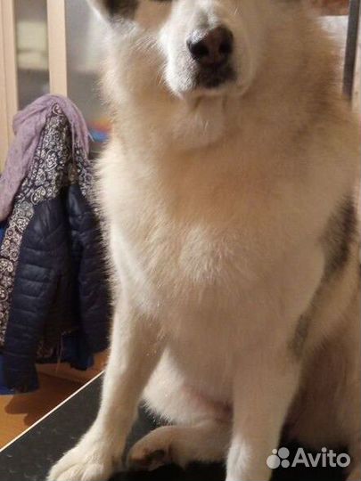 Экспресс линька, груминг, тримминг собак