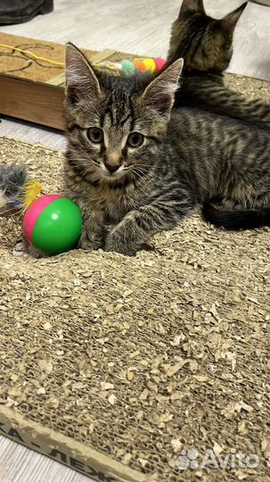 Котенок в добрые руки