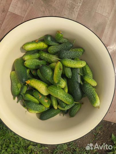 Домашние заготовки, грузди соленые