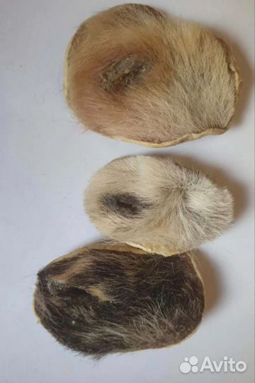 Альфа,талисман