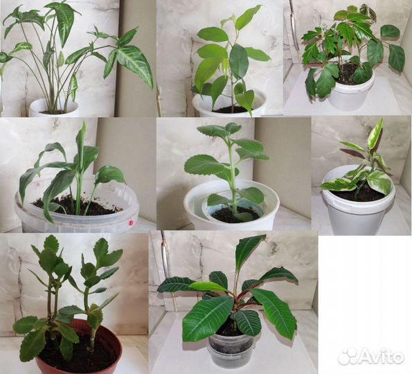 Комнатные растения