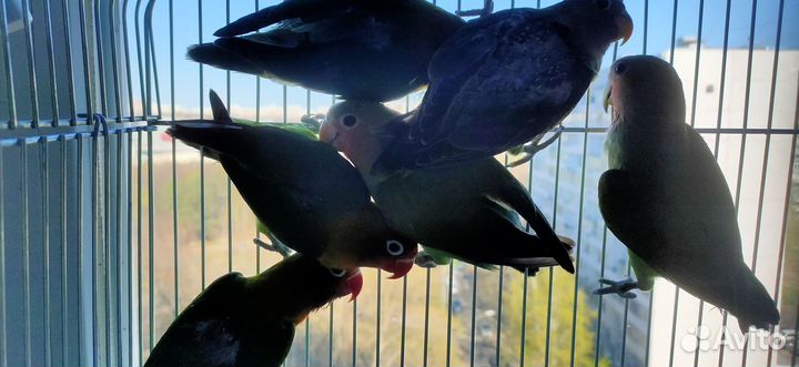 Неразлучники птенцы