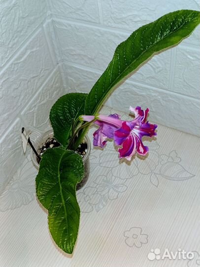 Стрептокарпусы