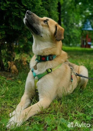 Собака из приюта в добрые руки