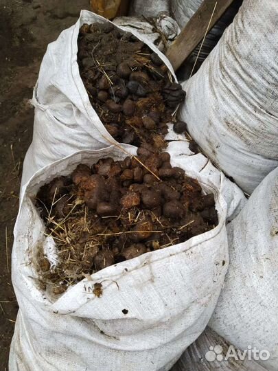 Конский навоз