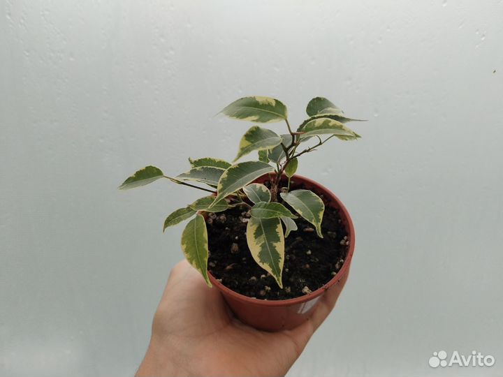 Фикус Бенджамина