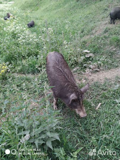 Мясо кабана