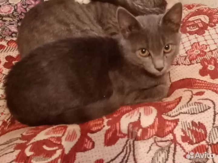 Отдам бесплатно