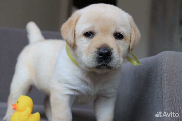 Щенки лабрадора с документами РКФ