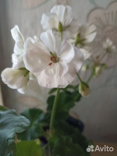 Пеларгония герань