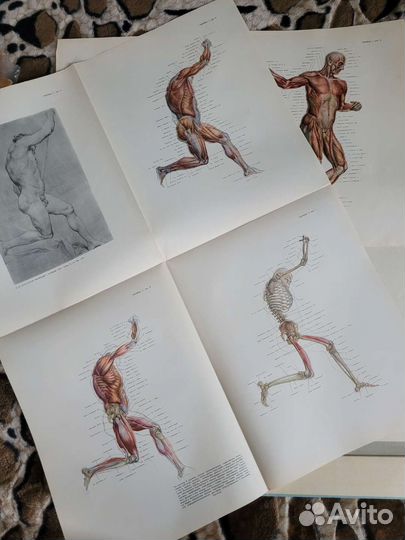 Рабинович М.Ц. Изображение человека,альбом и книга