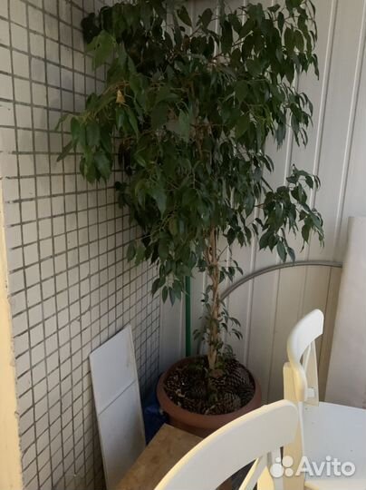 Фикус бенджамина большой