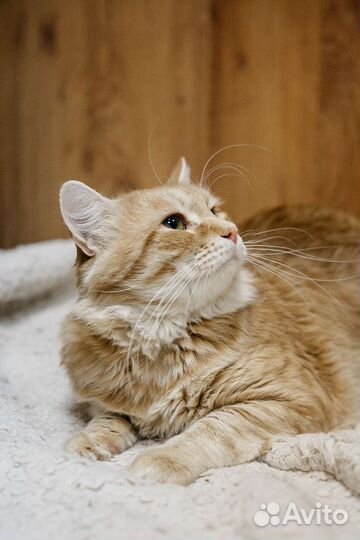 Рыжий котенок в добрые руки