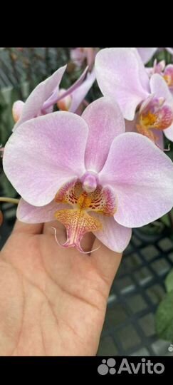 Орхидея Азия, Stars Humble Lady