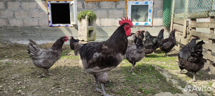 Джерсийский гигант