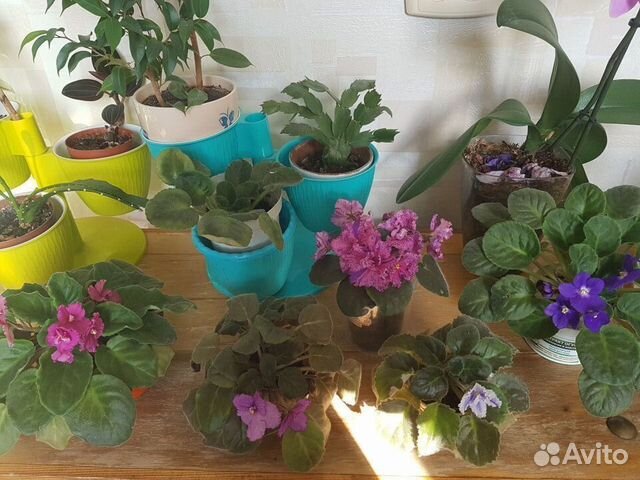 Комнатные цветы