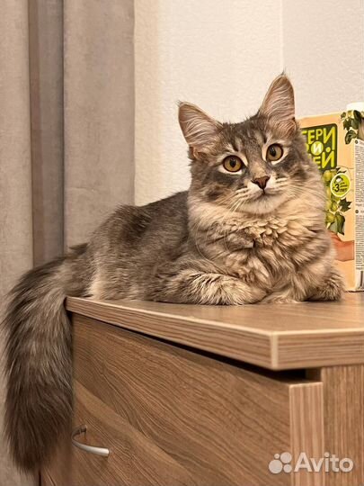 Кошка