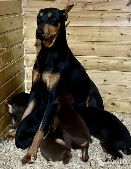 Щенки добермана