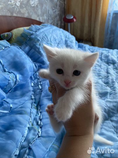 Кошечки в добрые руки