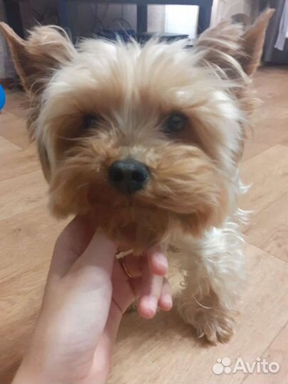 Йоркширский терьер вязка