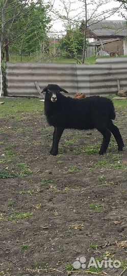 Овцы бараны ягнята