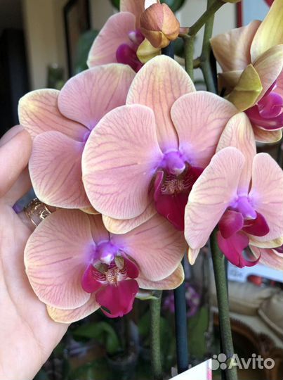 Орхидея карибские мечты