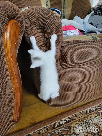 Турецкая ангора