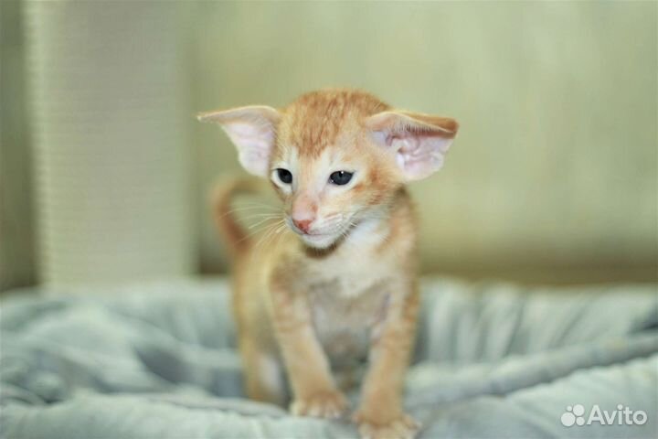 Ориентальная