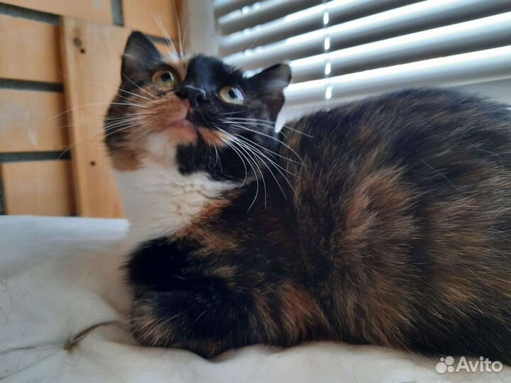 Молодая кошечка трехцветка