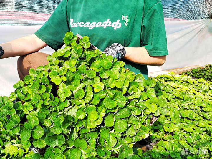 Рассада клубники. Оптом от 128 шт