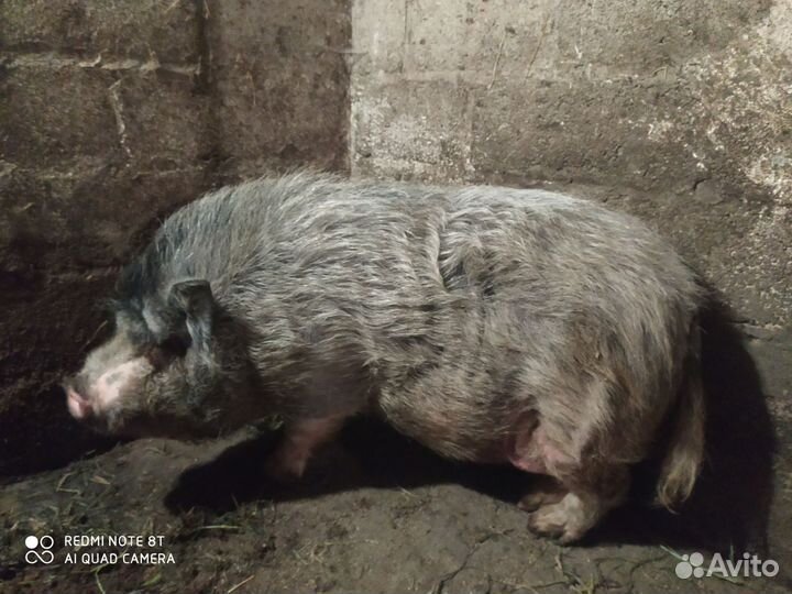 Вьетнамский вислобрюхий хряк