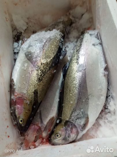 Форель свежая