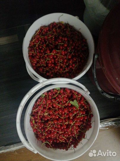 Красная смородина ягоды
