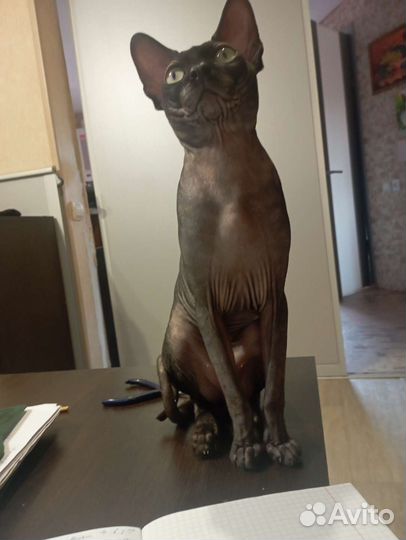 Кот сфинкс на вязку