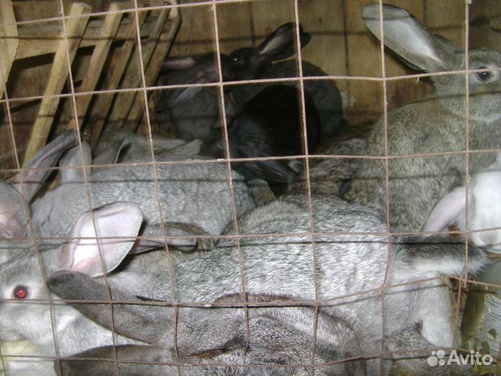 Продам кроликов и петухов