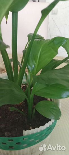 Комнатные цветы спатифиллум