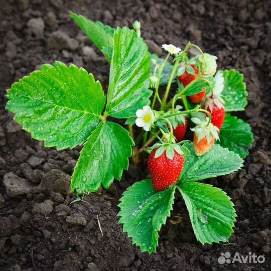 Рассада клубники