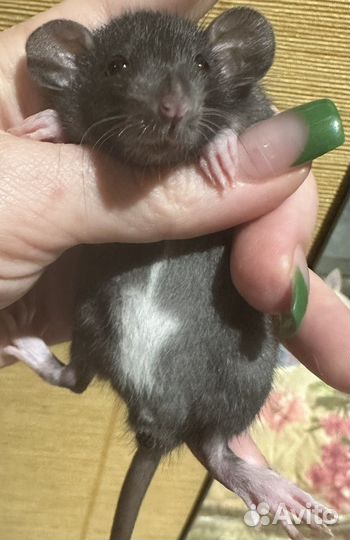 Декоративная крыса дамбо