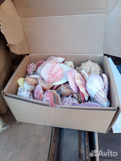 Ракушки морские