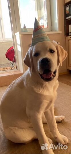 Вязка Лабрадора