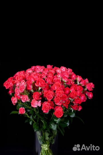 Роза кустовая сорт chery kheops