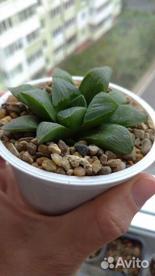 Седум дасифиллюм, Хаворти и др, суккуленты