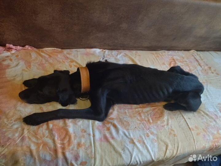 Умирает собака