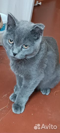 Молодой котик ищет старых или новых хозяев