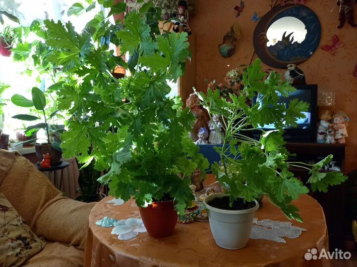 Герани душистые